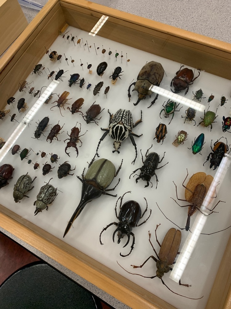 bugs